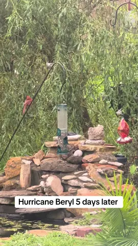 Hurricane #beryl #hurricaneberyl Finally #FeatheredFriends #BirdFeederLove #JoyfulMoments #NatureAppreciation #GratefulHeart #BirdWatching #NatureLover #BlessedDay #pond #waterfall #robbin #bluejays #birds #country #countrylife