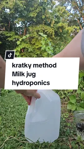 let's start a hydroponics unit with a milk jug. this hydroponic method of gardening is called the kratky method. let's grow food! #garden #gardening #hydroponics #kratky