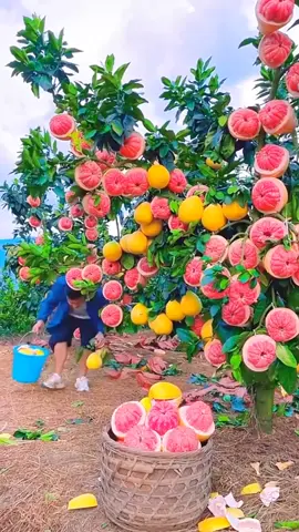 #fruits #fruit #nature #photography #agriculture #farming #asmr #sounds #trending #tilawat_y_quraan_y_paak #islamic_video #iloveAllah #tiktok #usa #uk #germany #france #europe   @Zeeshan Ahmad 💫 