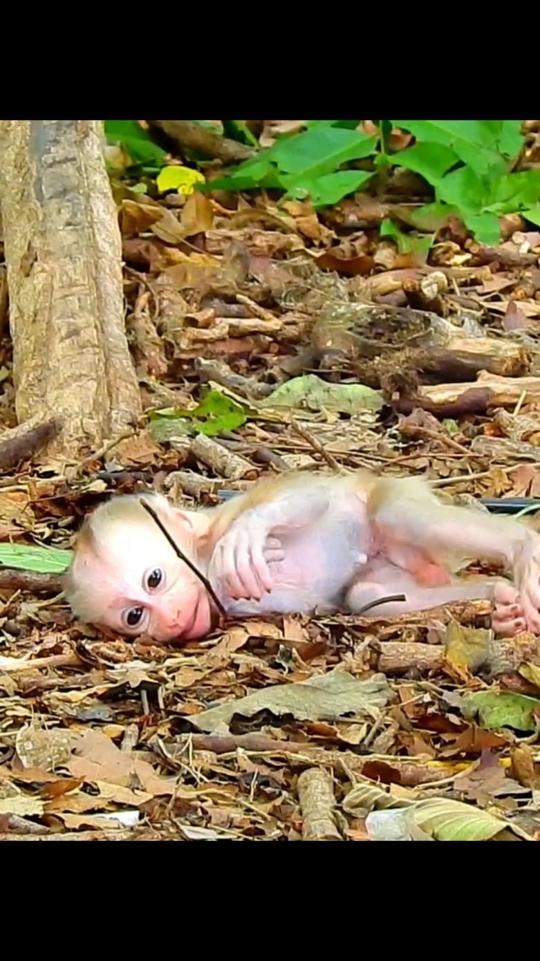 Mother look stupid hate her own baby  #cutemonkey #funnymonkey #animals #monkeyvideo #money 