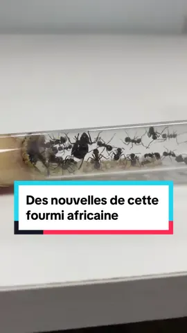 Des nouvelles de cette fourmi africaine  Espèce -> Myrmicaria natalensis  #insectes #fourmi #afrique 