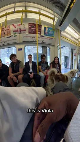 Would you like to say “Hi” to Viola?? #dog #dogsoftiktok #husky #tfl #train #fyp #foryou #foryoupage
