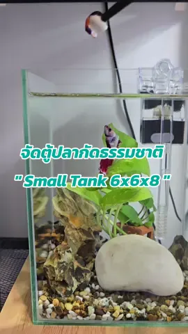 จัดตู้ปลากัดธรรมชาติ Small Tank 6×6×8