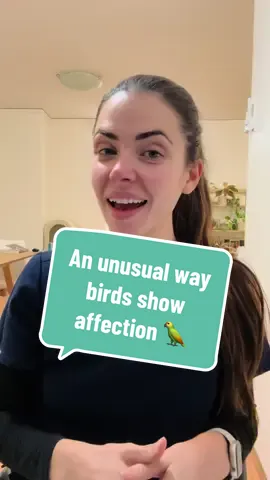 Birds out here taking ‘love sick’ to a whole new meaning 😆  #avian #avianveterinarian #birdvet #exoticsvet #petbirds #birdowners #parrotsoftiktok #parrotowners #petparrots #birdbehavior #birdtok #pettok #vettok #birdfacts #interestingbirdfacts #interestinganimalfacts #fyp #parrothealth #birdhealth 
