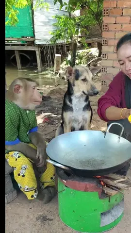 Cooking Nutritious Meals for Your Dog and Monkey