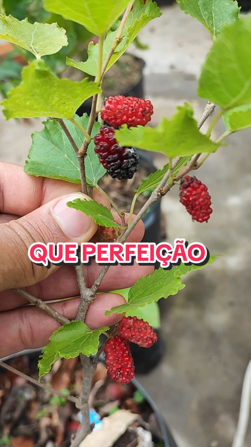 amora portuguesa tbm conhecida como amora negra  #frutas #viral #natureza #fy #top 