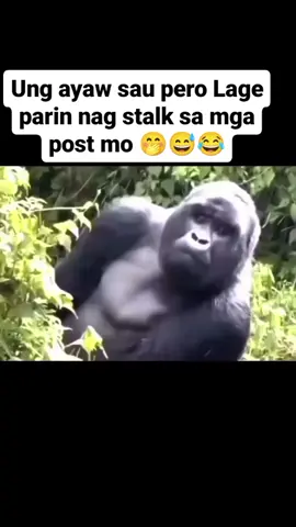 Ung ayaw sau pero Lage parin nag stalk sa mga post mo 🤭😅😂 #tiktok 😉#fypシ #highlights #fbmemes #fbreelsvibes #fbreelsviedio2024 #hatersgonnahate #stalkerisreal😎😎😎