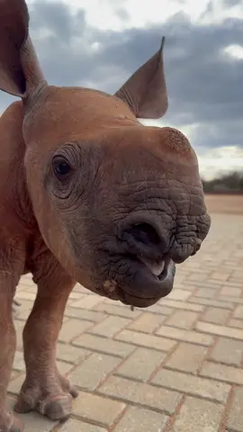 Click clack: Baby Rhino Incoming (sound on to hear his toenails clipping the ground) Rescued as an orphan when only days old, Chamboi is an endangered black rhino. Thanks to his adopters, donors, and our Keepers, we’ve been able to provide him a second chance. Chamboi’s embraced the opportunity with gusto. A happy spirited character, who like all rhinos enjoys routine, he walks, trots, gallops, and sleeps his way around our Kaluku Field HQ where he’s being raised. When old enough, Chamboi will transition back to a fully independent wild life, until then you can follow his journey on our website and support his future through an adoption. Find out more at  sheldrickwildlifetrust.org/orphans/chamboi #SheldrickTrust #SWT #rhino #wildlife #kenya #kenya #animals #animalrescue #sheldrickwildlifetrust #swt #blackrhino #adopt #babyanimals 