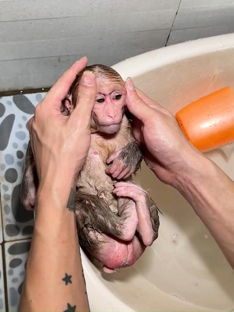 Sweaty Monkey Nana Wanted To Take A Bath #monkey #fypシ゚viral #viral #babymonkey #funny