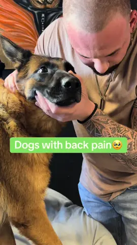 Dogs with back pain 🥹🥹🥹 • • • #chiropractortiktok #hundevideos #foryou #asmr #animals #türkiye #chiropractic #dogsoftiktok #hundeauftiktok #Love 