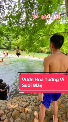 Vườn Hoa Tường Vi-Suối Mây , địa điểm đang hót nhất lúc này, ae đã đến chưa #vuonhoatuongvisuoimay #thacmay #suoimay 