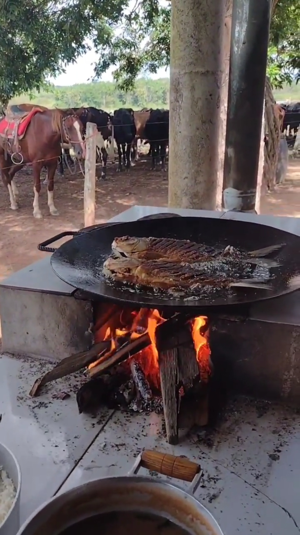 Peixe frito é tudo de bão uai sô 😋 #go  Siga👉@ recanto.hf #zonarural_go #br  #peixefrito #peixe #cavalo #gado #uai 