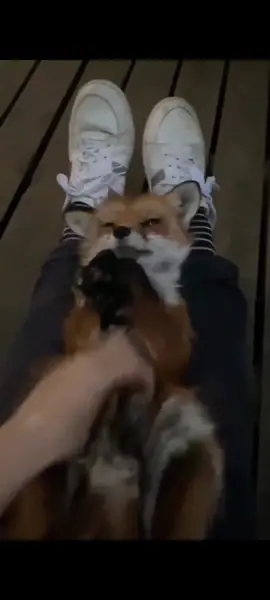 daily fox posts #1 ##shitpost #shitposting #fox #foxlover #cute #cutefox #cutipie #adorable #fox4life #Love #fyp #foryoupage #for #you #page  (NOT MY VIDEO)
