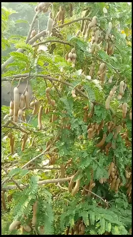#tiktok #foryou #Foryoupage #গোপালগঞ্জের_মেয়ে_🥰🥀🦋 @ForYou🇧🇩🟣 @TikTok🇧🇩 