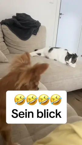 #tommy_derkater #cats #catsoftiktok #catslovers #catsvideo #catstagram #catsmoves #cat #katze #katzen #katzenvideos #katzenliebe #katzenauftiktok #funnycats #funny #funnyvideo #funnymoments #funnytiktok #fy #fypシ #fypシ゚viral #fypage #fyppppppppppppppppppppppp #vira #viralvideo #viralvideo #viraltiktok #virall #viral_video #viralvideosofficial  #ideen #instergram #booster #fürDich #erinnerung 