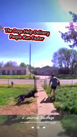 The dogs help delivery people run faster #satisfying #dogs #animals