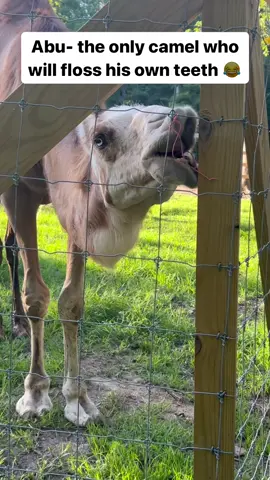 He’s having the time of his life with this leftover twine #fyp #viral #camel #animalsanctuary 