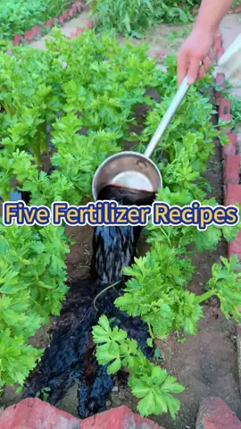 #garden #gardening #gardeningtips #planting #farming #plants #vegetablegarden #fertilizer 
