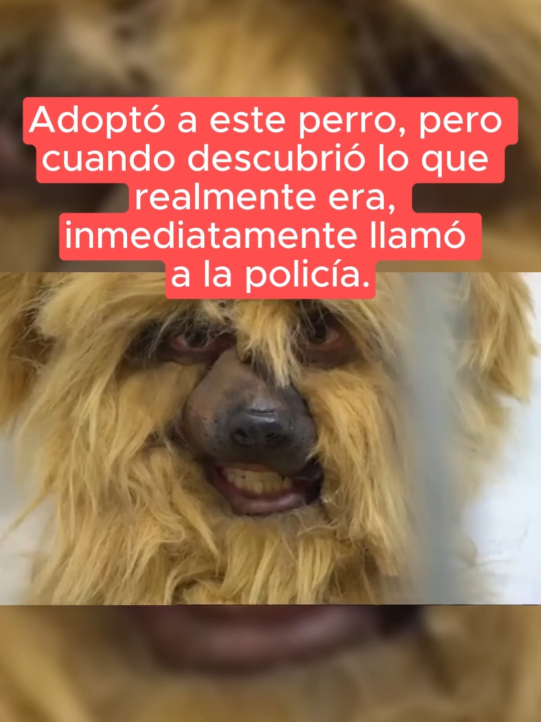 #LearnOnTikTok #truestory #story #dog #perro #strange #dogs