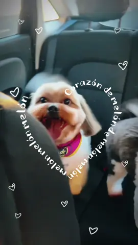 🐶🐶🧡 #corazondemelon  #doglover #CapCut #fyp #foryou 