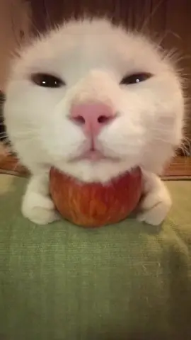 Apple pads the brain, be a good boy~ #curesystem #cat #kitten #cutepet#Sleep #cat #hypnosis #goodnight 