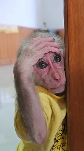 0x0AA34a2aC83e0Bf283Bc61Bd00b499Fef88219a8#monkey #babymonkey #monkeyreels #cutis #trendingreels #reels #reelsinstagramtrending #monkeylove #monkeysofinstagram #monkeybaby #MonkeyLife #themonkeyreels #donate #petcare #bebemono #bebekmaymun #abudhabiinstagram #usainstagram #monkeys #charity #bahraininstagram #capuchin #makeawish #instagramitaly #dubaiinstagram #qatarinstagram #pet 