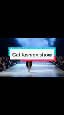 The most purr-fect cat fashion show in the world! 🐾✨ #CatFashionShow #Purrfection #CatWalk #FelineStyle #FashionFelines #ai #aifashion 