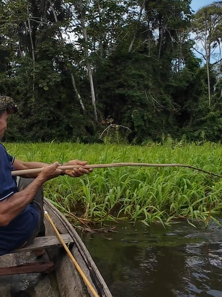 TAMBAQUI NA VARA, PESCA BRUTA, E MUITA ADRENALINA !#PESCA #pescaria #pescador #pescabruta #amazoniaselvagem