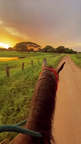 Un atardecer llanero le pone al paisaje un toque.👏🌅#arpa#musicallanera #llano #apure #caballos #atardeceres🌅 #venezuela🇻🇪 #colombia #Dios 