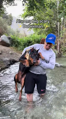 He’s just a baby 🥹 #doberman #dog #dobermanpinscher 