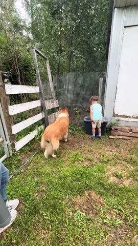 Collie dog on the farm with kids and chickens #collie #roughcollie #dog #trend #lassie #sablecollie #lassiedog #fyp #colliedog #farm #ranch #chicks #farmchicks #chickens #farmdog 