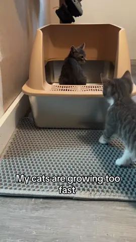 #litterbox #cats#stainlesssteellitterbox #petterm #fyp 