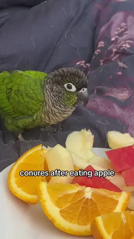 i fear for my life #bird #birb #birds #parrotsoftiktok #PetsOfTikTok #petowner #pet #parrots #conure #conures #greencheekconure #conuresoftiktok #fyp #foryou #foryoupage #fypage #trend #viral 