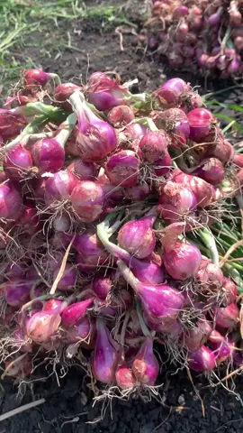 Rabuke kletong ngeneki🤣 #nganjuk24jam #bawangmerahnganjuk🌰 #petanibawangmerahnganjuk #petanimudasukses@yuanaa  #petaniindonesia🇮🇩 #bawangmerah #petanimuda #fypシ #