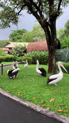 indah bgt plis🥹 btw itu yang kaki empat warna oren jenis primata paling langka ya guys😼 kalo kesini harus nonton show burungnya deh🦩🦅 #tmii #tamanburungtmii #fyp 
