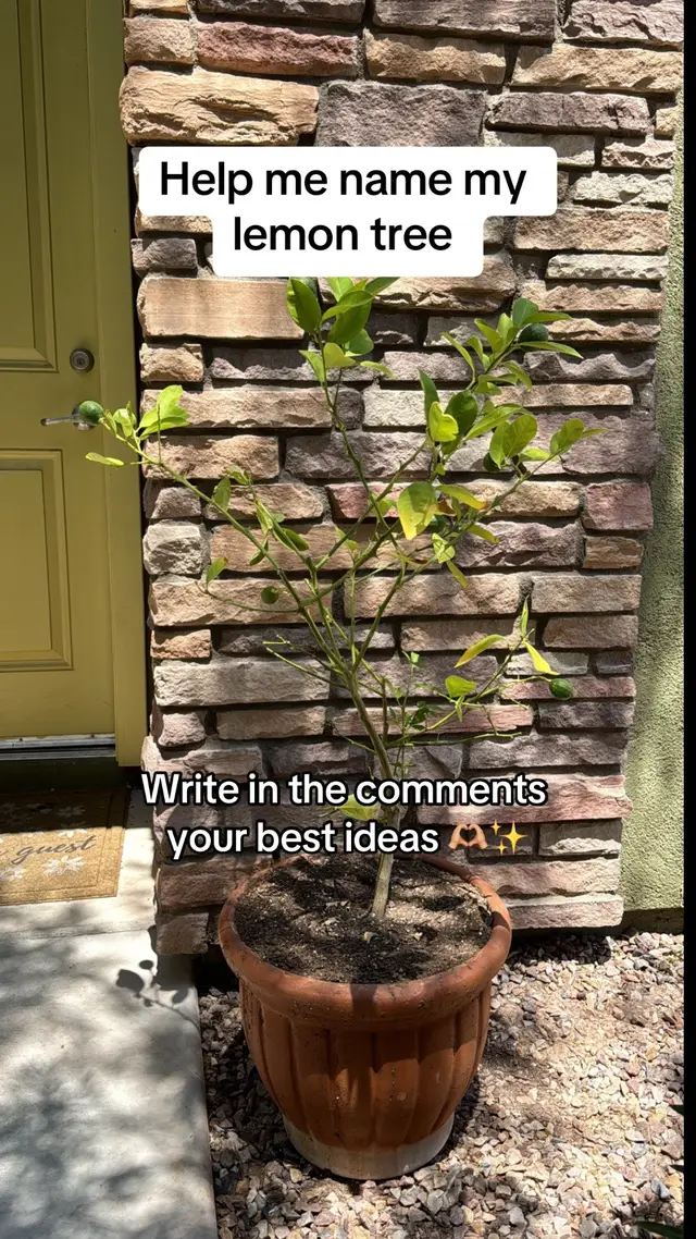 Help me name my lemon tree #lemontree #helpme #name #names #fyp #fy #helpmenameher 