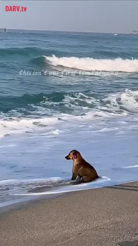 Sad dog sitting in the beach😭 #dog #fyp #foryou 