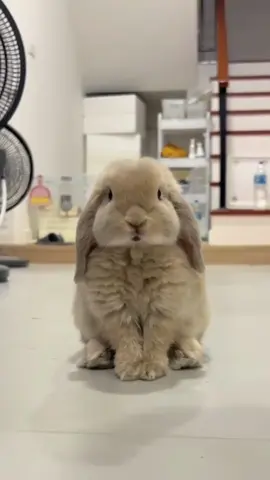 thỏ minilop ngoan xinh yêu #pets #thúcưng #xuhuong #thỏtaicụp #thỏminilop #thỏcảnh #thỏ #thỏcute #thỏcon 