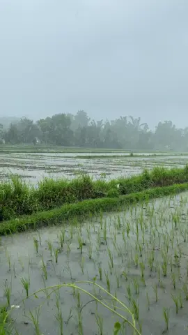 Todays weather #fyp #foryou #fypシ゚viral #fypシ #reels #tiktok #tiktokph #reels__tiktok #nature #rain #raining #weather #wet #season #ricefield #palayan #province #probinsya #simplengbuhay #naturevibes #countrylife #countryside #thankyoulord #trending #ulan #reels__tiktok #naturesounds #peaceful #life #aiza #water #flooding #foryoupage #everyone #video 