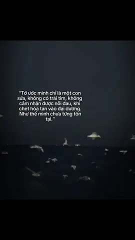 Người ta nói, sứa không có não, nó không hề biết đau. Nhưng theo tôi 