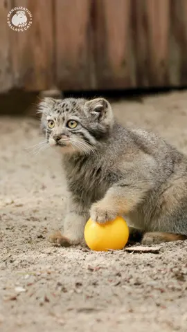 Pallas's cat kitten is practicing for the Euro 2024 final 😎 Котёнок манула тоже готовится в финалу Евро 2024 😎 #manul #manulcat #манул #манулы #マヌルネコ #pallascat #pallascats #pallasscat #otocolobus #otocolobusmanul #kitten #kittens #EURO2024 #Soccer #football 