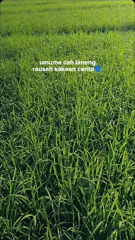 #petanimuda 