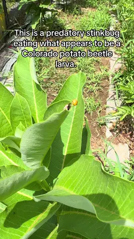 Predatory stink bug on milkweed, feeding on what appears to be a Colorado potato beetle larva. Those potato beetles are eating my sunflowers and potatoes. Sadly, the predatory stink bugs don’t discriminate and have been known to eat monarch caterpillars. Regardless, they are beneficial bugs to have in the garden. They pierce the belly of their prey and syphon out the fluids, almost like a vampire.  #stinkbug #beetle #milkweed #ecosystem #nomnom #vampire #predatory #larva 