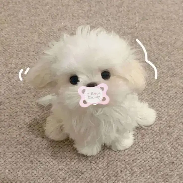 Trả lời @huong1311_8519 Share avt cún vừa cuti vừa đáng iuuu ạ🐶|#tiktok #diemquynhlato #xh ##shareanh #avt #cun#cho