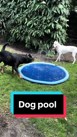 I think she likes it 😂 #rottweiler #dogpool #funnydog #dog 