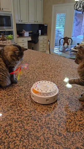 Potaroma 3-in-1 cat toy.  Automatic interactive kitten toy with fluttering butterfly, moving ambush feather, and track balls. Has dual power supplies; get yours before the 20% coupons run out! #giftfromTikTokShop  #dealsforyoudays  #julydeals  #potaroma #cattoys #CapCut 