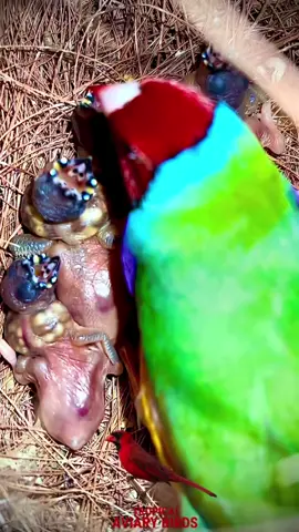 Gouldian Finch Chicks#bird #animals #nature #birds #pets #aviary #animal #cute #pet #viral #funny
