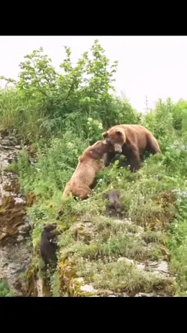 Fearless mama bear protects cubs #animals #animalsoftiktok #wildanimals #wildlife #bear #cubs #beard #foryou #foryoupage 