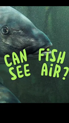 Can fish see air? Let's learn about fish vision, STEM and science friends! #oceanlife #fishcontent #stemtok #sciencetok