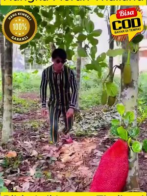 Promo Terbatas Nangka Merah Thailand Beli 1 Dapat 3 Pohon